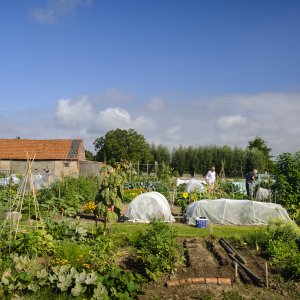 Tannekes tuin